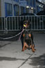 Filename=13~2.jpg
Filesize=117KB
Dimensions=700x1050
Date added=Apr 21, 2008 13~2.jpg