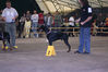 Arkan-Balkan-Sieger-show.jpg