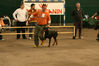 Balkan-Sieger-show-27.jpg