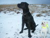 Filename=Bubba.jpg
Filesize=109KB
Dimensions=700x525
Date added=Dec 28, 2007 Bubba.jpg