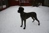 Filename=Chico.jpg
Filesize=33KB
Dimensions=604x403
Date added=Dec 10, 2008 Chico.jpg