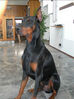 Filename=Flottastur.jpg
Filesize=37KB
Dimensions=360x481
Date added=Feb 21, 2007 Flottastur.jpg