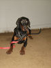 Filename=Gutti-aefing.jpg
Filesize=104KB
Dimensions=700x933
Date added=Nov 08, 2007 Gutti-aefing.jpg