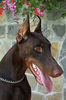 Filename=Paradise-höfud-1.jpg
Filesize=50KB
Dimensions=397x600
Date added=Feb 22, 2007 Paradise-höfud-1.jpg