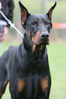 Filename=Syning-Danmork.jpg
Filesize=63KB
Dimensions=600x900
Date added=Feb 23, 2007 Syning-Danmork.jpg