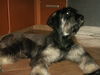 Filename=Zorro.jpg
Filesize=92KB
Dimensions=700x525
Date added=Dec 28, 2007 Zorro.jpg