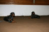 Filename=aefing10-29.jpg
Filesize=46KB
Dimensions=700x467
Date added=Jan 07, 2008 aefing10-29.jpg