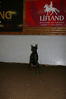 Filename=aefing11-16.jpg
Filesize=85KB
Dimensions=700x1050
Date added=Jan 13, 2008 aefing11-16.jpg