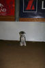 Filename=aefing11-17.jpg
Filesize=82KB
Dimensions=700x1050
Date added=Jan 13, 2008 aefing11-17.jpg