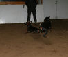 Filename=aefing12-15.jpg
Filesize=46KB
Dimensions=700x585
Date added=Jan 21, 2008 aefing12-15.jpg