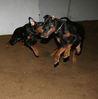 Filename=aefing12-16.jpg
Filesize=52KB
Dimensions=700x710
Date added=Jan 21, 2008 aefing12-16.jpg
