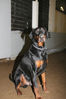Filename=aefing4-12.jpg
Filesize=97KB
Dimensions=700x1050
Date added=Nov 23, 2007 aefing4-12.jpg