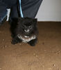 Filename=aefing6-3.jpg
Filesize=92KB
Dimensions=700x795
Date added=Dec 10, 2007 aefing6-3.jpg