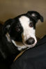 Filename=aefing6-4.jpg
Filesize=92KB
Dimensions=700x1050
Date added=Dec 10, 2007 aefing6-4.jpg