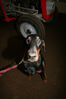 Filename=aefing8-2.jpg
Filesize=68KB
Dimensions=700x1050
Date added=Dec 29, 2007 aefing8-2.jpg