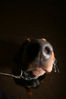 Filename=aefing8-3.jpg
Filesize=49KB
Dimensions=700x1050
Date added=Dec 29, 2007 aefing8-3.jpg