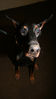 Filename=aefing8-4.jpg
Filesize=67KB
Dimensions=700x1236
Date added=Dec 29, 2007 aefing8-4.jpg