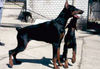 Filename=brother.jpg
Filesize=49KB
Dimensions=433x300
Date added=Feb 25, 2007 brother.jpg