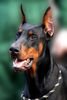 Filename=rainbow-new-head.jpg
Filesize=26KB
Dimensions=300x446
Date added=Feb 25, 2007 rainbow-new-head.jpg