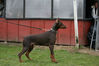 Filename=syning-Danmork17.jpg
Filesize=50KB
Dimensions=600x400
Date added=Feb 23, 2007 syning-Danmork17.jpg